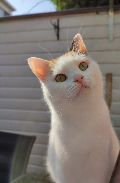 Snoetje